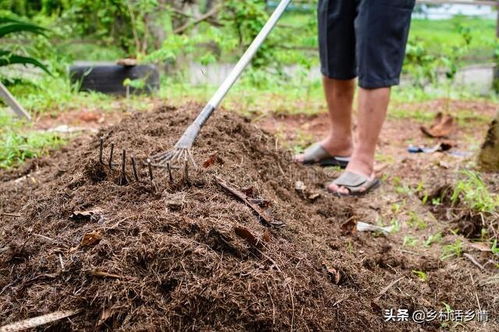 这种施肥方法绝了,专治土壤板结和病虫害,作物长势好产量高