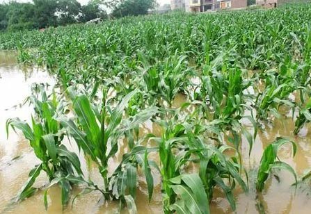 紧急预警 暴雨再度侵袭,农作物防减产该如何应对