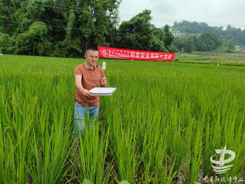 忠县 水稻 田间问诊 统防统治保丰收