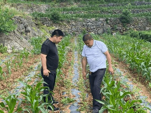 南漳 巡检镇科学指导绿茶管护工作