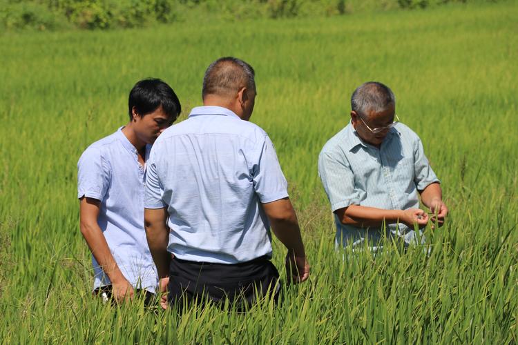 推进乡村振兴市农业农村局扎实做好病虫害防治力促水稻增产增收