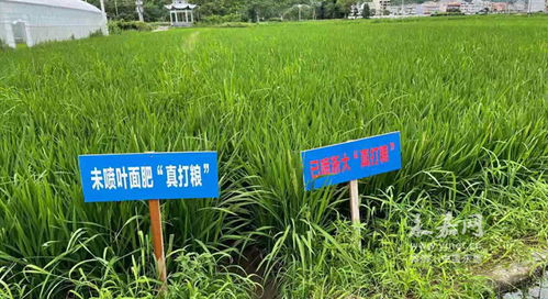 县农业农村局送农资送技术到田头,服务种粮大户